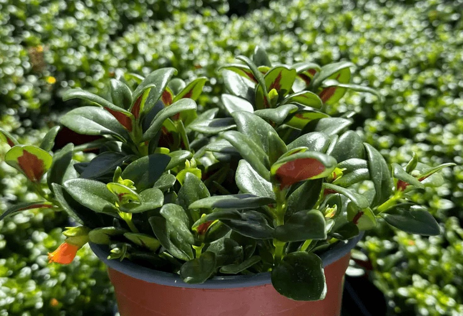 Goldfish Plant Live for Planting - Columnea Nematanthus Plant - Clog Plant for Indoor Outdoor in 4 Inch Pot