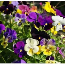 Pansy MIX 100 Seeds - Mother Nature's Seeds - Wildflower Seeds - Flower Seeds for Planting - Non-GMO