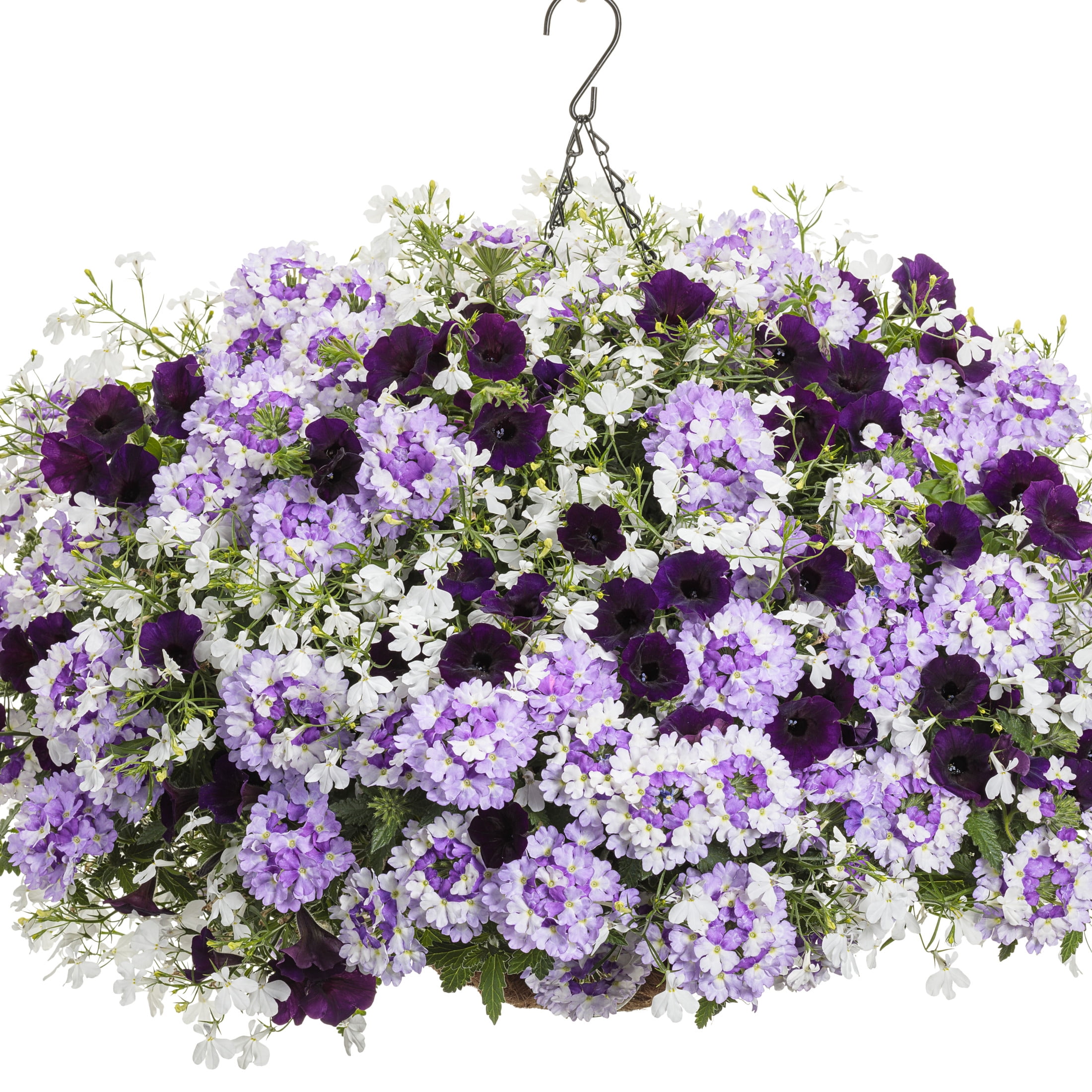 Proven Winners 4" Purple Supertunia Mini Vista Midnight Petunia Live Plant in 4.25" Pot (4 Count)
