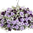 thumbnail image 3 of Proven Winners 4" Purple Supertunia Mini Vista Midnight Petunia Live Plant in 4.25" Pot (4 Count), 3 of 10