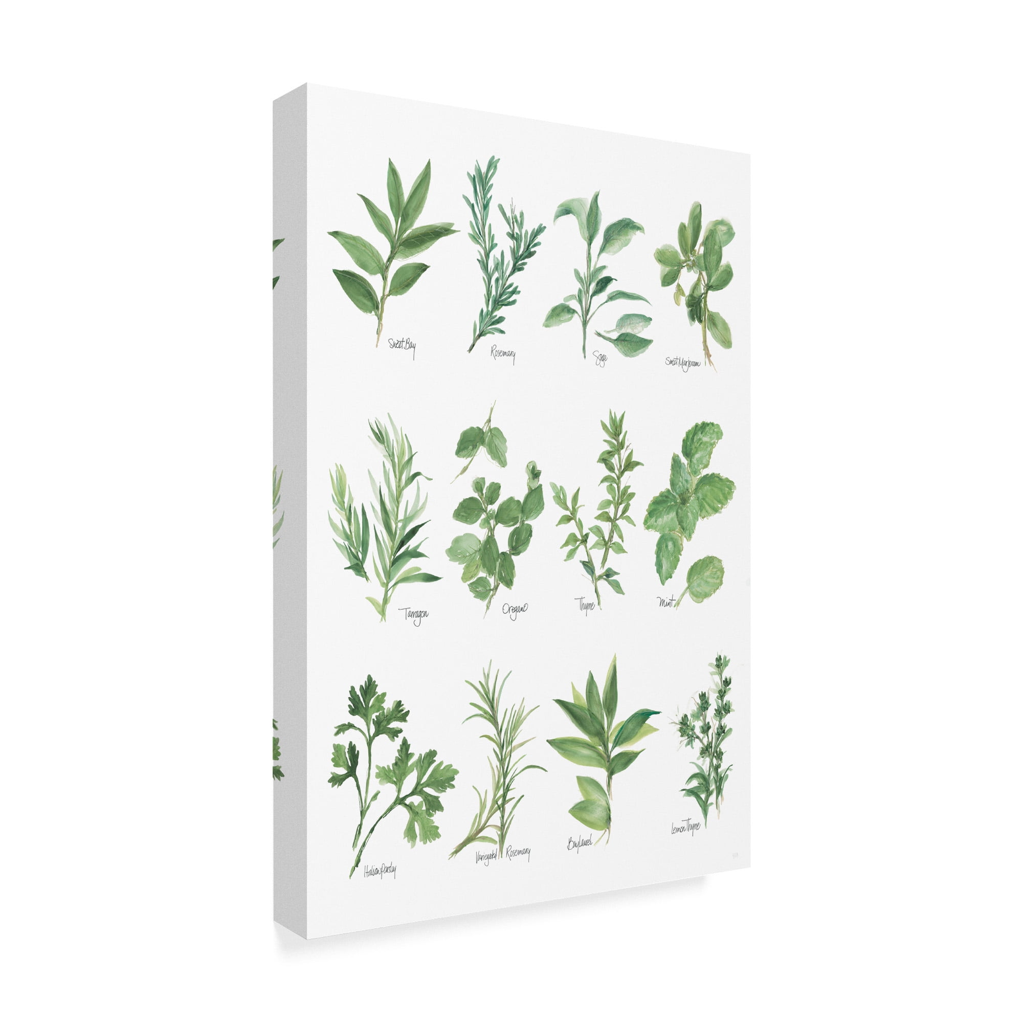 Trademark Fine Art 'Herb Chart' Canvas Art by Chris Paschke