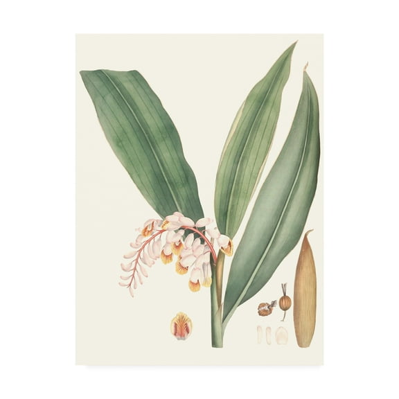 Trademark Fine Art 'Soft Tropical II' Canvas Art by George Smith