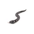 thumbnail image 1 of Vogacara Juguete de serpiente RC Plaything Party Prop Regalo de cumpleaños Entretenimiento Multicolor Alivio del estrés Operación simple Juguetes tipo 4 Vogacara  FN007796-04, 1 of 6