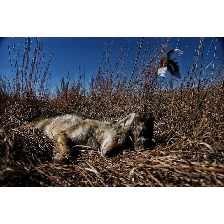 Mojo coyote decoy setup in field