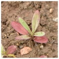 thumbnail image 3 of Everwilde Farms - 1 oz Deep Carmine Babys Breath Garden Flower Seeds - Gold Vault Bulk Seed Packet, 3 of 3