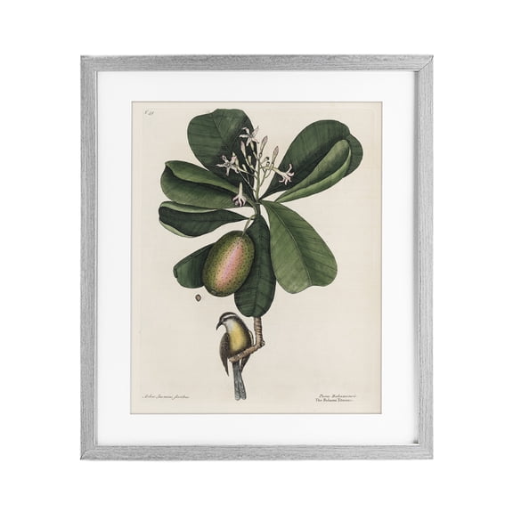 Stupell Industries Catesby Flora & Fauna Gray Framed Print Under Glass, design by Print Collection
