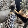 thumbnail image 4 of Luxury Dog Knitted Coat Clothes Winter Pet VIP Outfit Maltese Poodle Yorkies Doggy Apparel Fashion Puppy Dog Costumes Garment ShopWise Round, 4 of 8