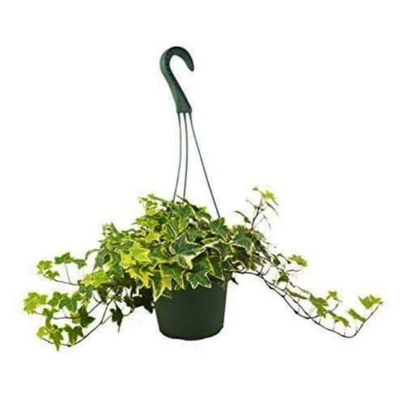 House Plant Dropship 3-IVY-GOLD.CHILD 3 in. Pot English Ivy Gold Child Plant