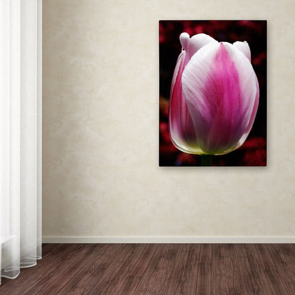 Trademark Fine Art "Perfect Pink and White Tulip" Canvas Wall Art by Kurt Shaffer