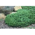 thumbnail image 7 of San Jose Juniper  3 Live Gallon Size Plants  Juniperus Chinensis  Bonsai Drought Tolerant Cold Hardy Evergreen Groundcover, 7 of 7