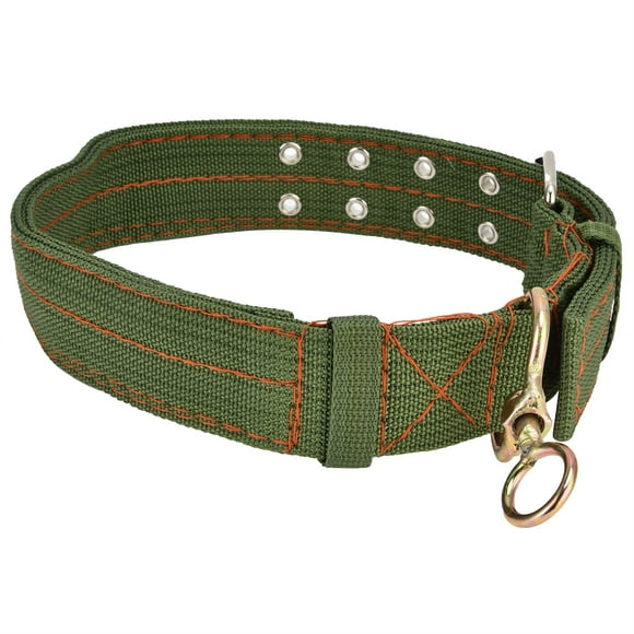 L'éclat du style : le collier de chien en couleur
