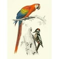 thumbnail image 3 of DOrbigny, M.Charles 15x18 Black Modern Framed Museum Art Print Titled - Birds of Costa Rica III, 3 of 5