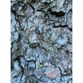 thumbnail image 2 of Grayscale 25x32 White Modern Wood Framed Museum Art Print Titled - Bark Scales II, 2 of 4