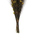 thumbnail image 3 of Vickerman 15-20" Basil Bell Female, short, 5-6 oz Bundle, Preserved, 3 of 3