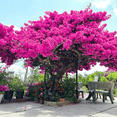 thumbnail image 6 of Pink Bougainvillea Plant Live in 4'' Pot,  Hardy Bougainvillea Tree, 5-7'' Tall, Climbing Bougainvillea Vine for Outdoor Planting, Well Rooted, 6 of 7
