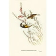 thumbnail image 2 of Gould, John 17x24 Black Ornate Wood Framed with Double Matting Museum Art Print Titled - Tasmanian Honey-eater-Meliphaga Australasiana, 2 of 4