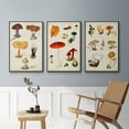thumbnail image 5 of Mushroom Species VI - Framed Premium Gallery Wrapped Canvas L Frame 3 Piece Set - Ready to Hang, 5 of 9