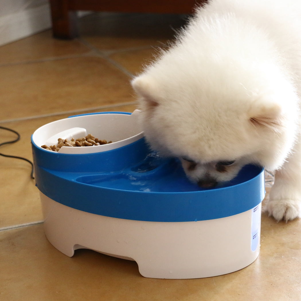 Resultado de imagen para pomeranian dog, drinking a water