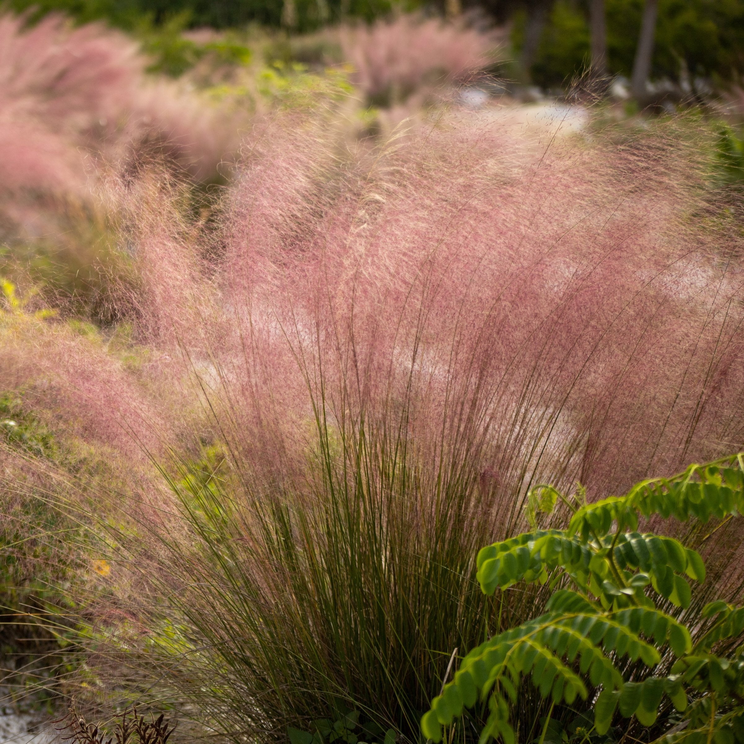 National Plant Network 3 gal. Pink Muhly Grass