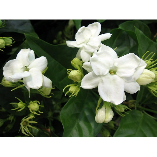 Hirt S Arabian Tea Jasmine Plant Maid Of Orleans 8 Pot Walmart Com Walmart Com Hirt S Arabian Tea Jasmine Plant Maid Of Orleans 8 Pot Walmart Com Walmart Com
