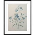 thumbnail image 2 of Art.com Bellflower Art Print by Pierre-Joseph Redoute, Black Frame Wall Art, 23" x 29", 2 of 5