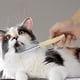 thumbnail image 1 of Peine de madera y acero inoxidable Kojanyu para mascotas con mango,peine de doble filo para gatos,desenreda el pelo brillante y controla la caída., 1 of 6