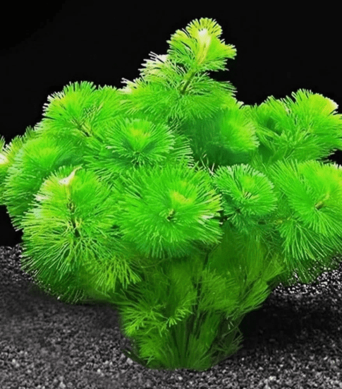 Live Green Cabomba Aquarium Plant – Freshwater Aquatic Stem Plant for Fish Tanks & Aquascaping