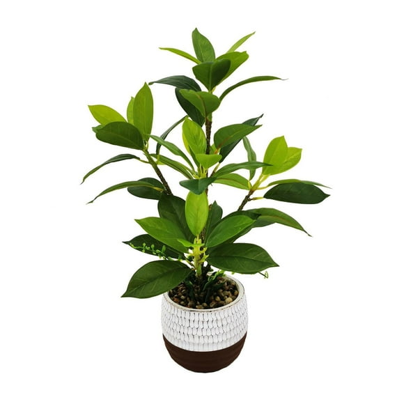Lerman Decor's plant in cement pot