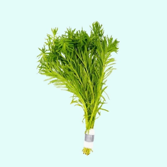 Parrot's Feather Myriophyllum Aquaticum Size: Bunch 3-5 Stems Live Aquarium Plants BUY 2 GET 1 FREE