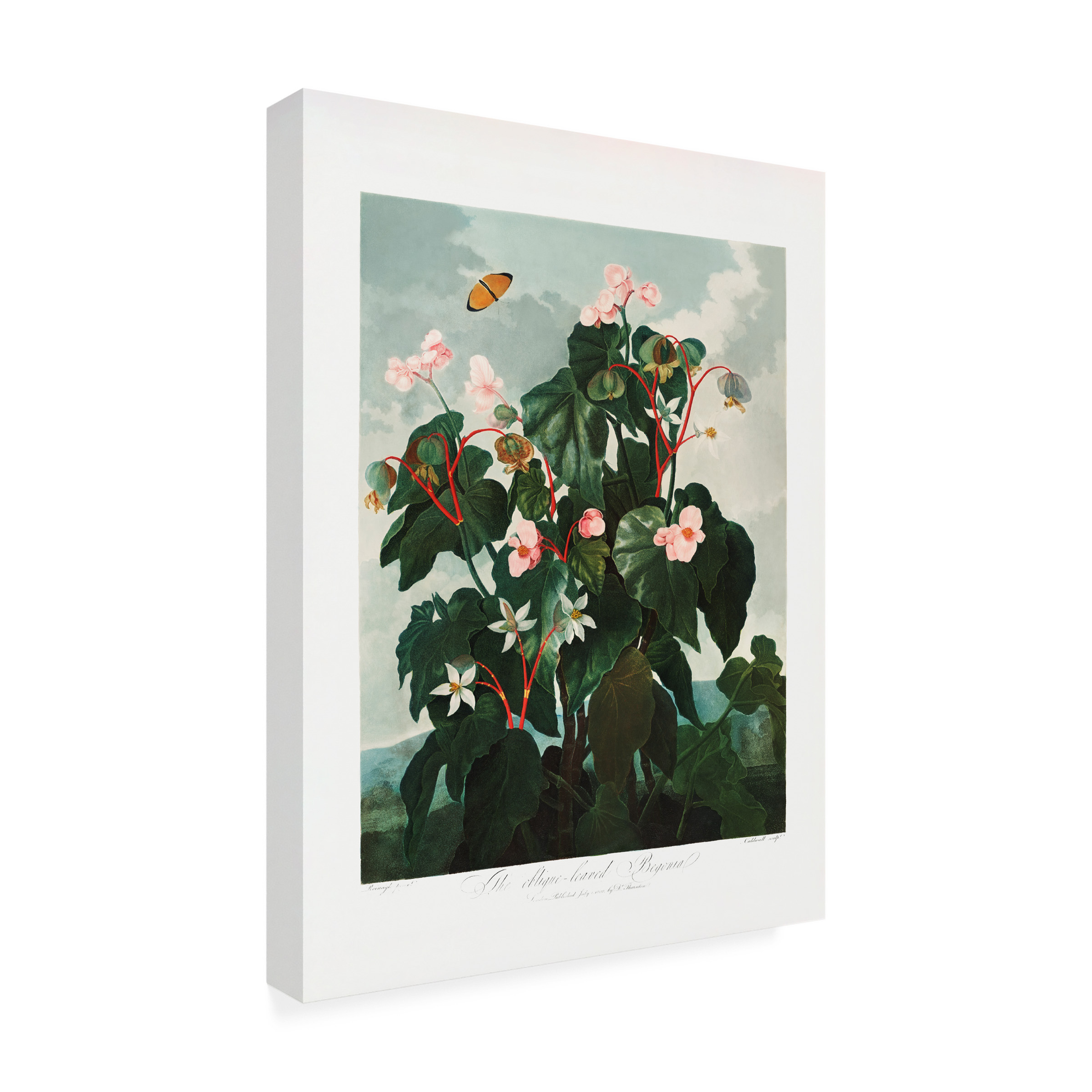 Pictufy 'The Obliquea锟斤拷Leaved Begonia from The Temple of Flora 1807' Canvas Art