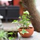 thumbnail image 4 of unbranded Soporte De Hierro Para Plantas Trepadoras En Interior Con De Hoja Y Fácil Instalación, 4 of 8