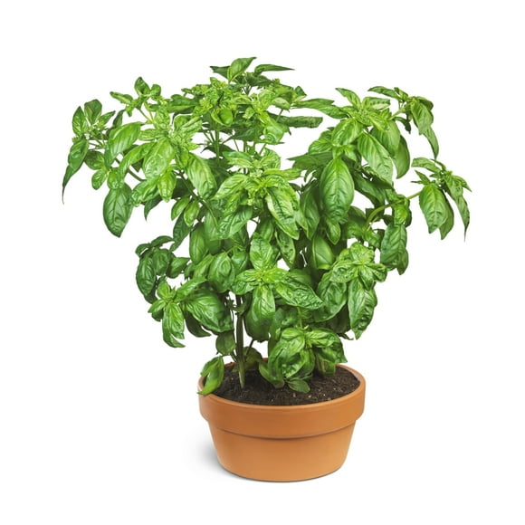 Organic basil plant growing in a pot on a white background by Bruno Crescia / Design Pics (15 x 15)