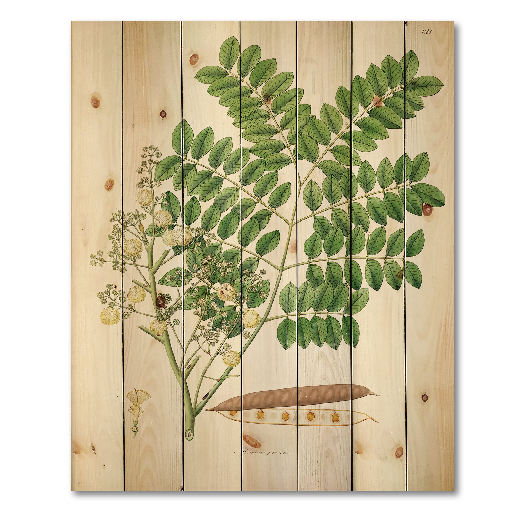 Designart 'Ancient Botanicals VII' Farmhouse Print on Natural Pine Wood