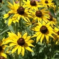 thumbnail image 3 of Outsidepride Rudbeckia Hirta Black-eyed Susan Flower Seeds - 1/4 LB, 3 of 3