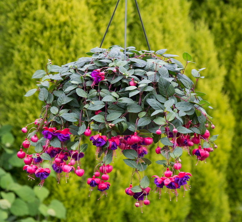 Fuchsia Dark Eyes Plant Live for Planting, 4-6 Inch Tall, Purple Flower Fuchsia Plant Indoor Outdoor Gardening, No Pot