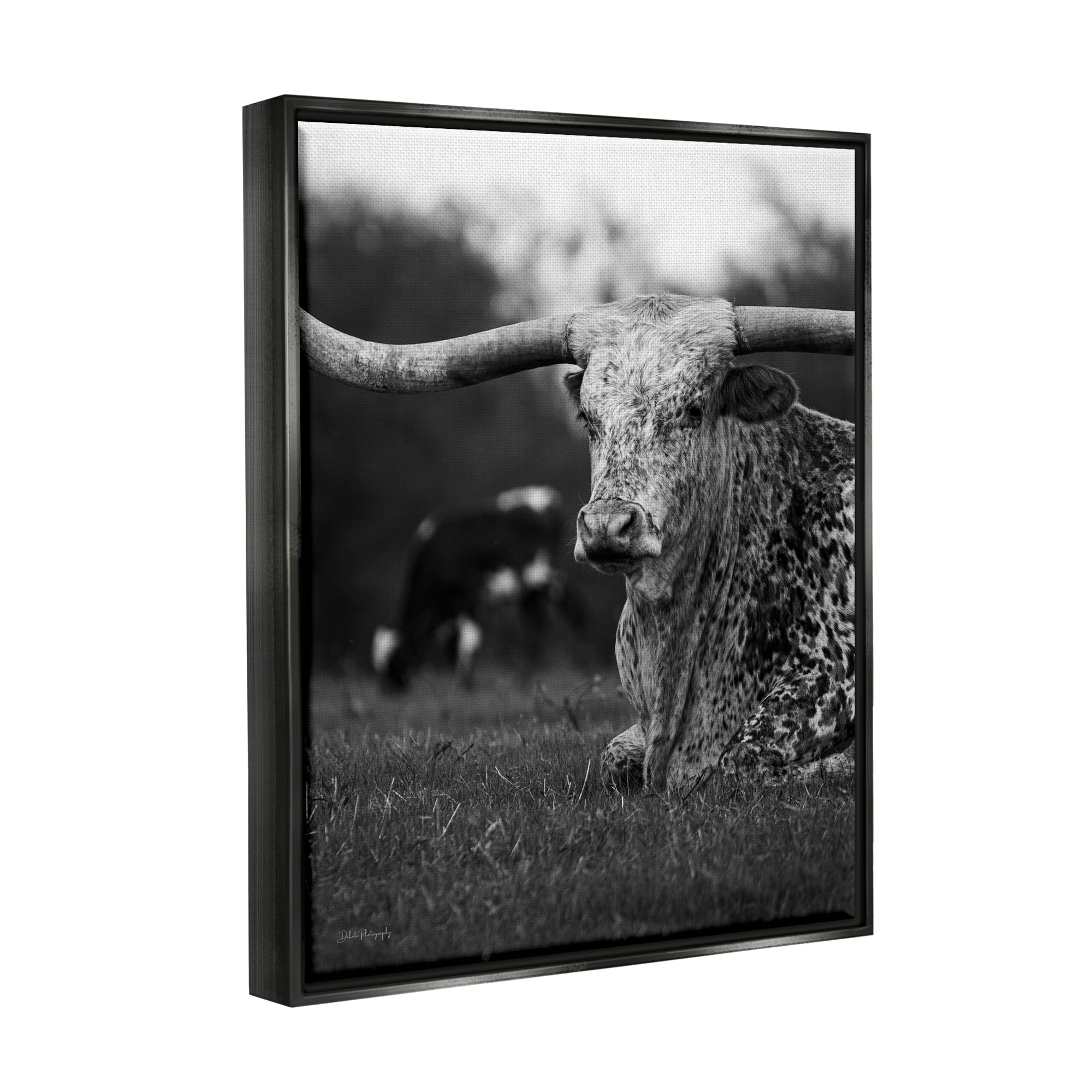 Stupell Industries Resting Longhorn Photography Animals & Insects Photography Black Floater Framed Canvas Art Print Wall Art, 25 x 31