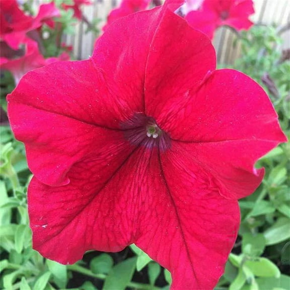 Supercascade Petunia Series Rose ~25 Seeds – Large Blooms for Hanging Baskets, Containers & Beds – Annual Flower, Non-GMO, Easy to Grow – Full Sun – Garden Color Mix – 100 Seeds