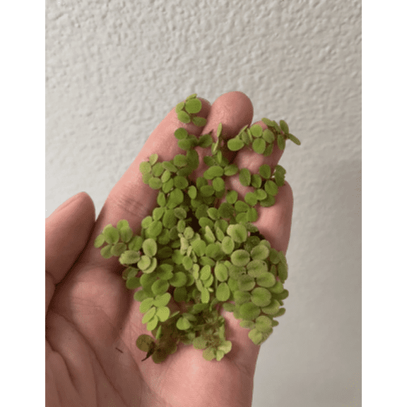 Salvinia Minima – Easy Live Floating Aquarium & Pond Plant