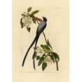thumbnail image 2 of Audubon, John James 14x18 White Modern Wood Framed Museum Art Print Titled - Fork-Tailed Flycatcher, 2 of 4