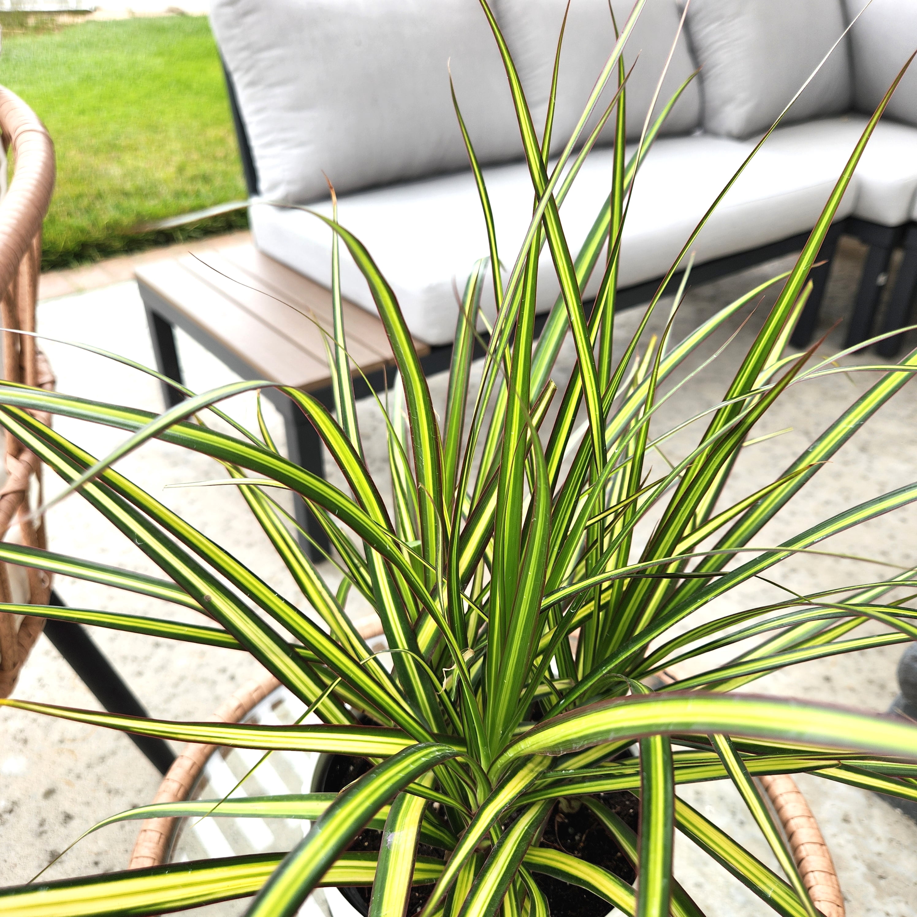 Element Sunray Dragon Dracaena Marginata in 6" White Decor Pot (Approx 15" Tall) Live Plan