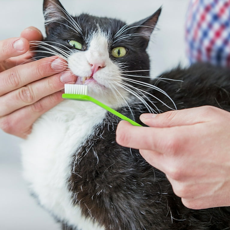 Dog top toothbrush walmart