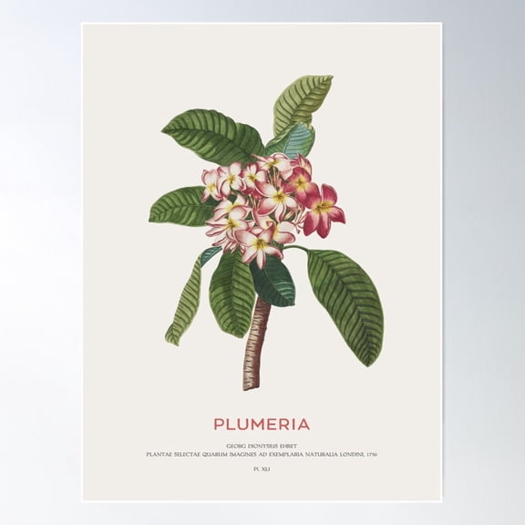 Plumeria Poster Wall Art, Modern Wall Decor For Living Room Bedroom, 8x12 UNFRAMED