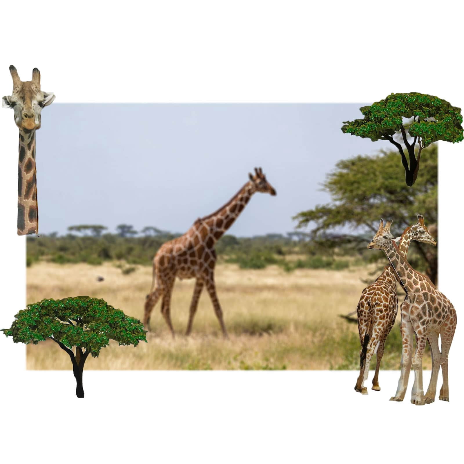 Recollections Giraffe Stickers, 12 Pack