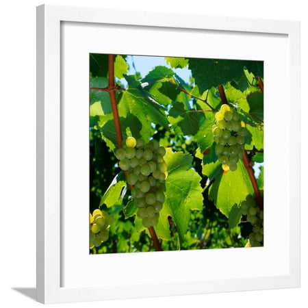 - Chardonnay Grapes from the Napa Valley in California, Napa Valley, California, USA Framed Print Wall Art By Wes Walker