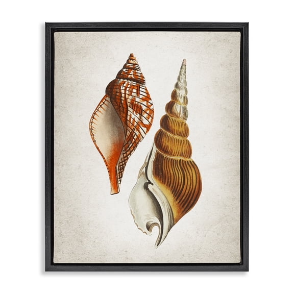 Stupell Industries Scandinavian Twin Spiral Seashells Black Floating Frame Canvas Art, 17 x 21, by Kim Allen