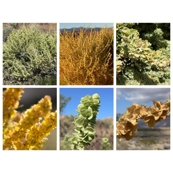 100 FOURWING SALTBRUSH Atriplex Canescens Gray Sage Brush Chamiso Desert Shrub Seeds