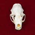thumbnail image 2 of CLLOEAT de taxidermia con calavera de animal real, visón y gato, para educación, 2 of 6