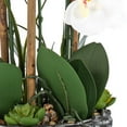 thumbnail image 3 of Vanity Art 27.95" H Phalaenopsis Orchids Floral Arrangement in Bamboo Woven Pot, 3 of 7