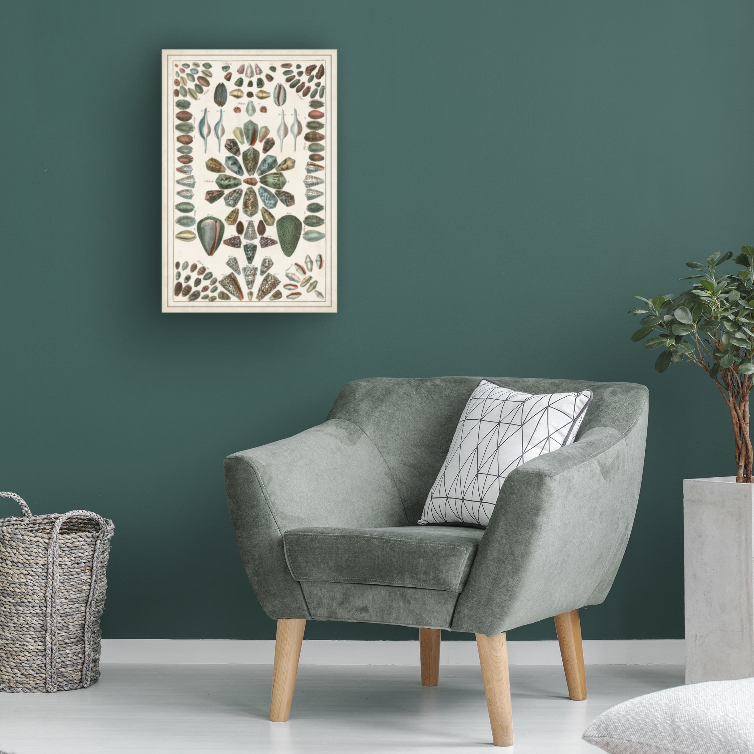 Albertus Seba 'Grand Seba Shells IV' Canvas Art