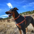 thumbnail image 3 of Collar para perro Coastal K9 Explorer reflectante ajustable 1,6 x 25-36 cm, 3 of 7